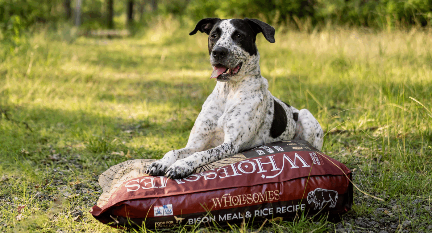 Vetn Pet Direct Store -Vetn Pet Direct Store 1 12 1400x756 1