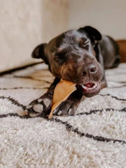 Whimzees Veggie Ears Natural Dental Chews 7 Whimzees Veggie Ears Natural Dental Chews -Vetn Pet Direct Store 1