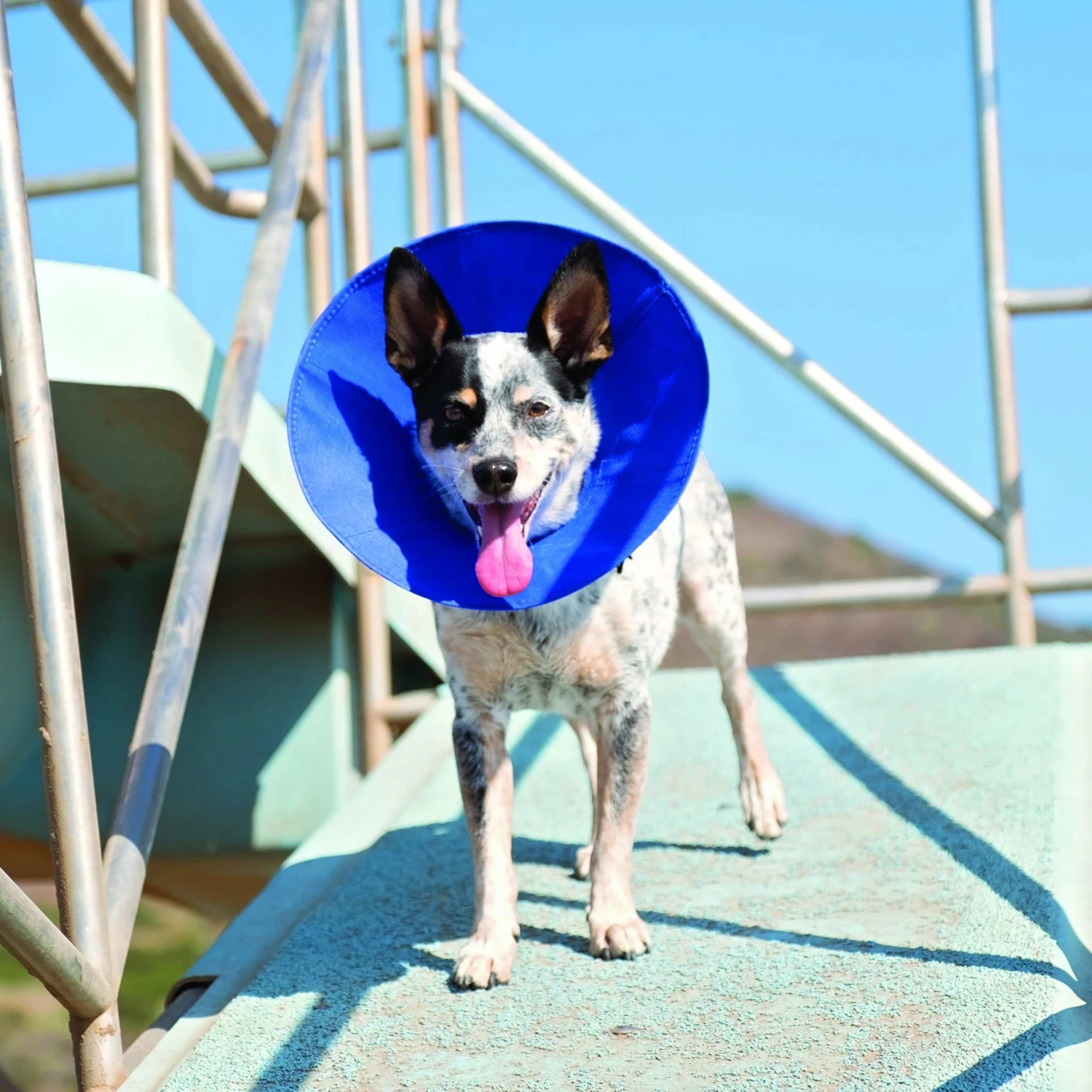 KONG EZ-Soft E Collar For Cats & Small Dogs 2 KONG EZ-Soft E Collar For Cats & Small Dogs - Image 2