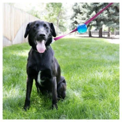 KONG TagALong Ball - Medium 5 KONG TagALong Ball - Medium -Vetn Pet Direct Store 1023875 7849ce77 c839 4659 a3bd c07c6a62da9c