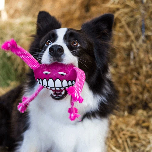 Rogz Flossy Grinz 2 Rogz Flossy Grinz - Image 2