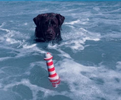 Rogz Floating Lighthouse 6 Rogz Floating Lighthouse -Vetn Pet Direct Store 5782