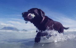 Rogz Floating Lighthouse 7 Rogz Floating Lighthouse -Vetn Pet Direct Store 5783