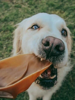 Whimzees Veggie Ears Natural Dental Chews 6 Whimzees Veggie Ears Natural Dental Chews -Vetn Pet Direct Store 6