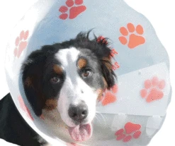 Funcol Elizabethan E Collar