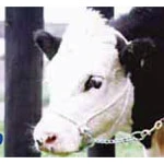 Hamilton Cattle Halter - White Cotton Rope With Control Chain 4 Hamilton Cattle Halter - White Cotton Rope With Control Chain - Image 4