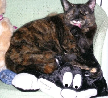 SnuggleSafe Bruno Cushion 2 SnuggleSafe Bruno Cushion - Image 2