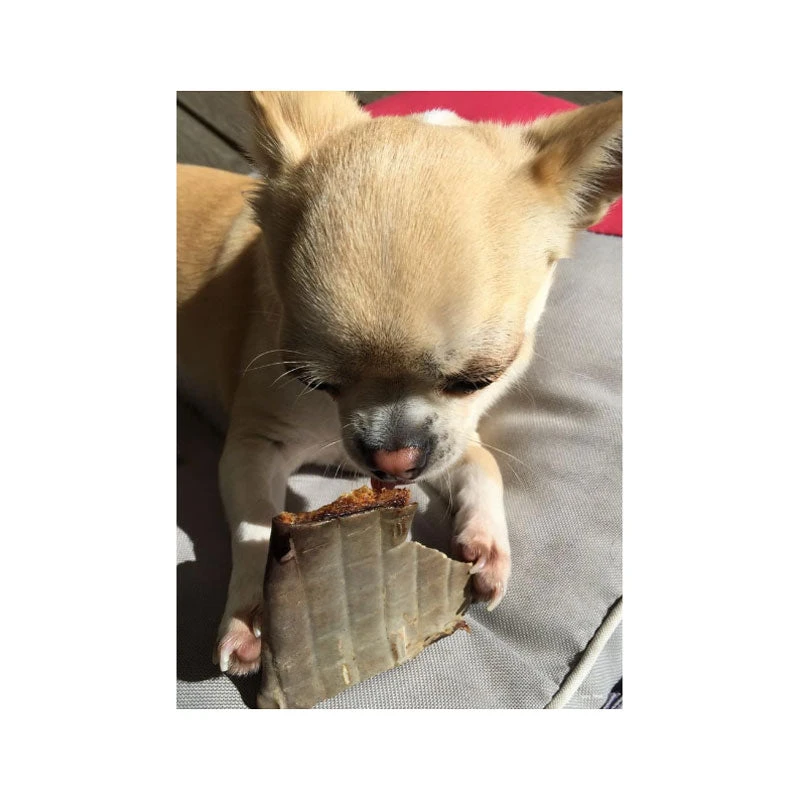 CLEAR Dog Treats Shark Skin Dental Chews 3 CLEAR Dog Treats Shark Skin Dental Chews - Image 3