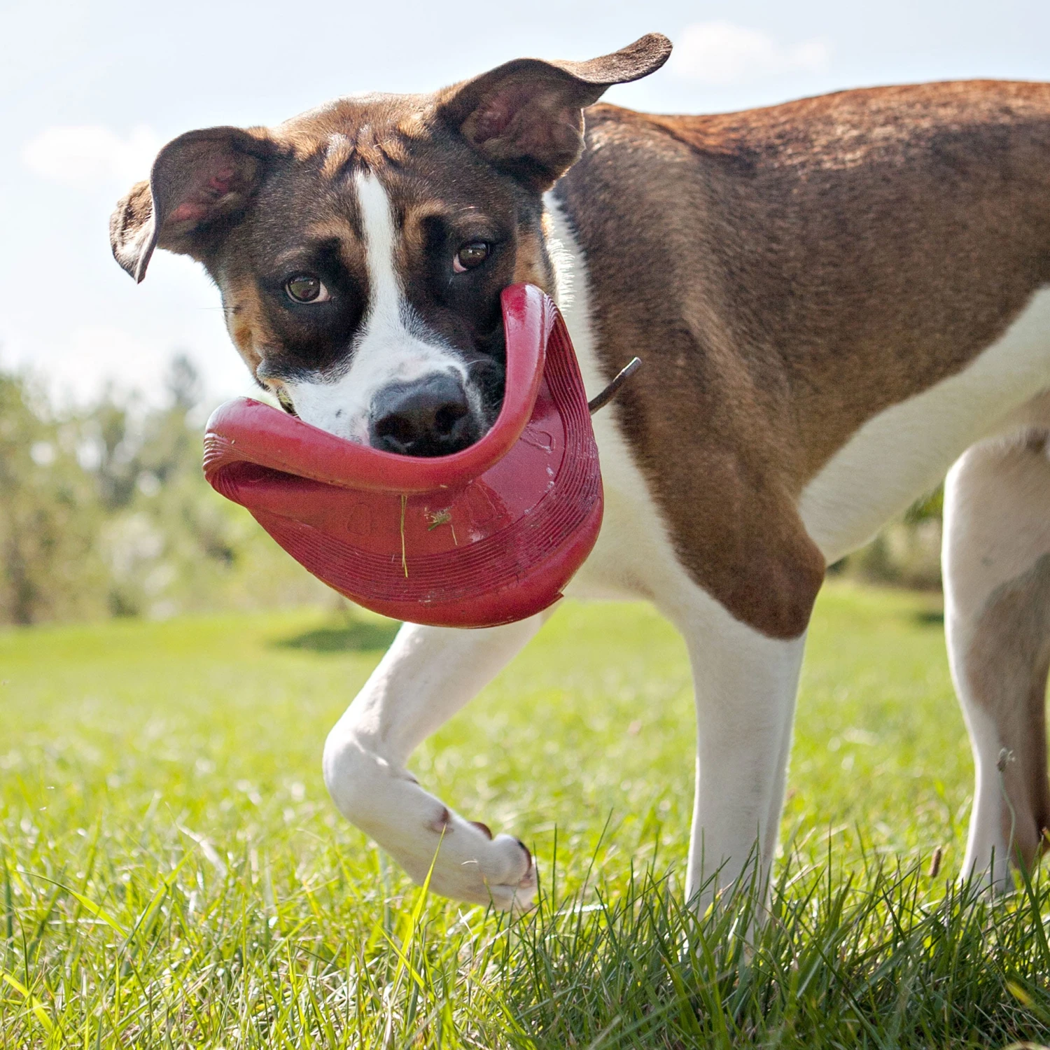 KONG Flyer 2 KONG Flyer - Image 2