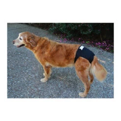 ZEEZ Washable Diaper 6 ZEEZ Washable Diaper -Vetn Pet Direct Store 969278