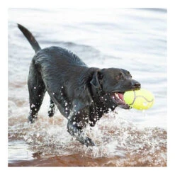 KONG AirDog Squeaker Football -Vetn Pet Direct Store 975283