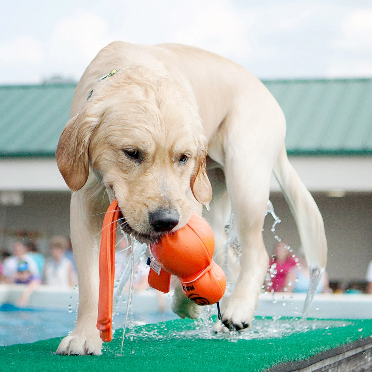 KONG Wet Wubba 2 KONG Wet Wubba - Image 2