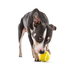 Guru Tennis Treat Ball 11 Guru Tennis Treat Ball -Vetn Pet Direct Store ConvertOut Resized TennisTreatBallLifestyle 2 1 1220x crop center 5a80ee4f 1890 45dc 877c 376edde9dd4f