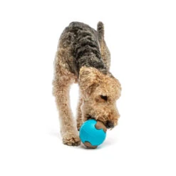 Guru Busy Ball 8 Guru Busy Ball -Vetn Pet Direct Store GURU 2646 1220x crop center e8d47feb 8b72 4522 bb8d ff7db2fc35c4