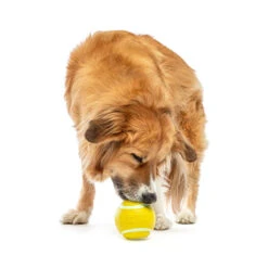 Guru Tennis Treat Ball 15 Guru Tennis Treat Ball -Vetn Pet Direct Store GURU 3233 1220x crop center cc7cadd2 d19b 4a25 a99a 551aca857fa3
