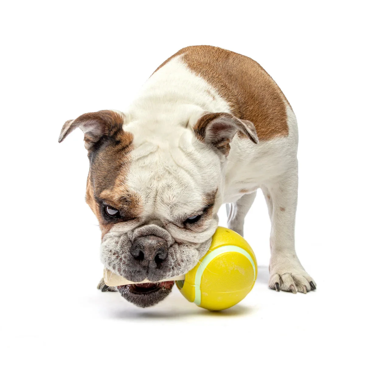 Guru Tennis Treat Ball 2 Guru Tennis Treat Ball - Image 2