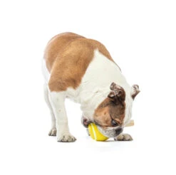 Guru Tennis Treat Ball 16 Guru Tennis Treat Ball -Vetn Pet Direct Store GURU 3779 1 1220x crop center 91bc7631 1ecd 43c4 9626 a8c58f3e98d4