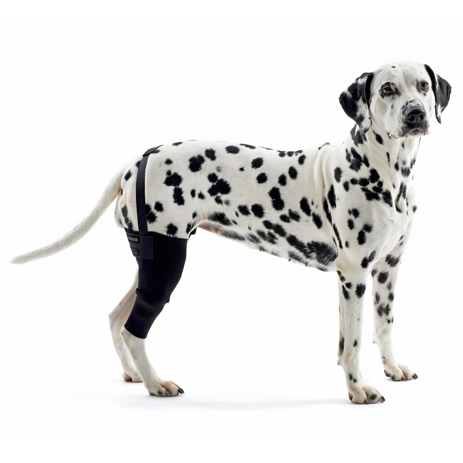 Kruuse Rehab Knee Brace Protector For Dogs 1 Kruuse Rehab Knee Brace Protector For Dogs