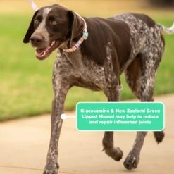 Lovebites FlexJoint Chews For Dogs -Vetn Pet Direct Store LovebitesGraphicTiles FlexJoint 06 1512x 3bf8c169 668f 4dbe 8a71 ca9f328187ea