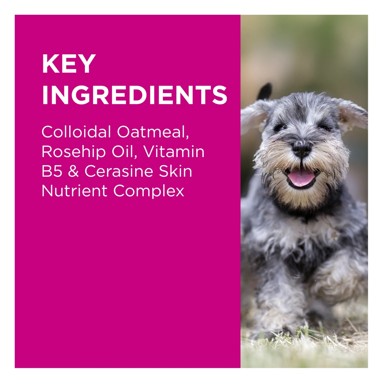 PAW NutriDerm Itchy Skin Duo Pack 5 PAW NutriDerm Itchy Skin Duo Pack - Image 5