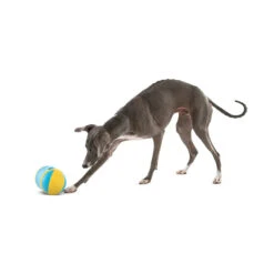 Guru Rock 'N Treat 11 Guru Rock 'N Treat -Vetn Pet Direct Store Rock N Treat.Lifestyle Resized 1220x crop center 1