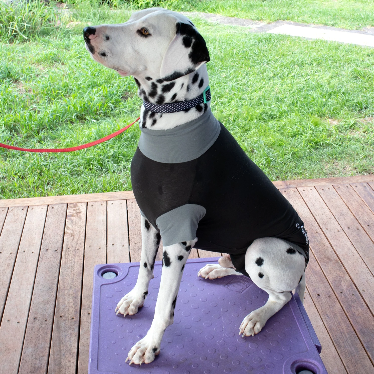 Buster Body Suit For Dogs 2 Buster Body Suit For Dogs - Image 2