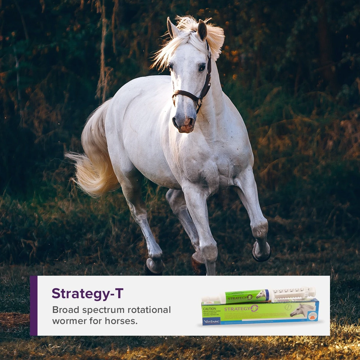 Virbac Strategy-T Worm Broad Spectrum Worm Paste For Horses 35mL Single Tube 2 Virbac Strategy-T Worm Broad Spectrum Worm Paste For Horses 35mL Single Tube - Image 2