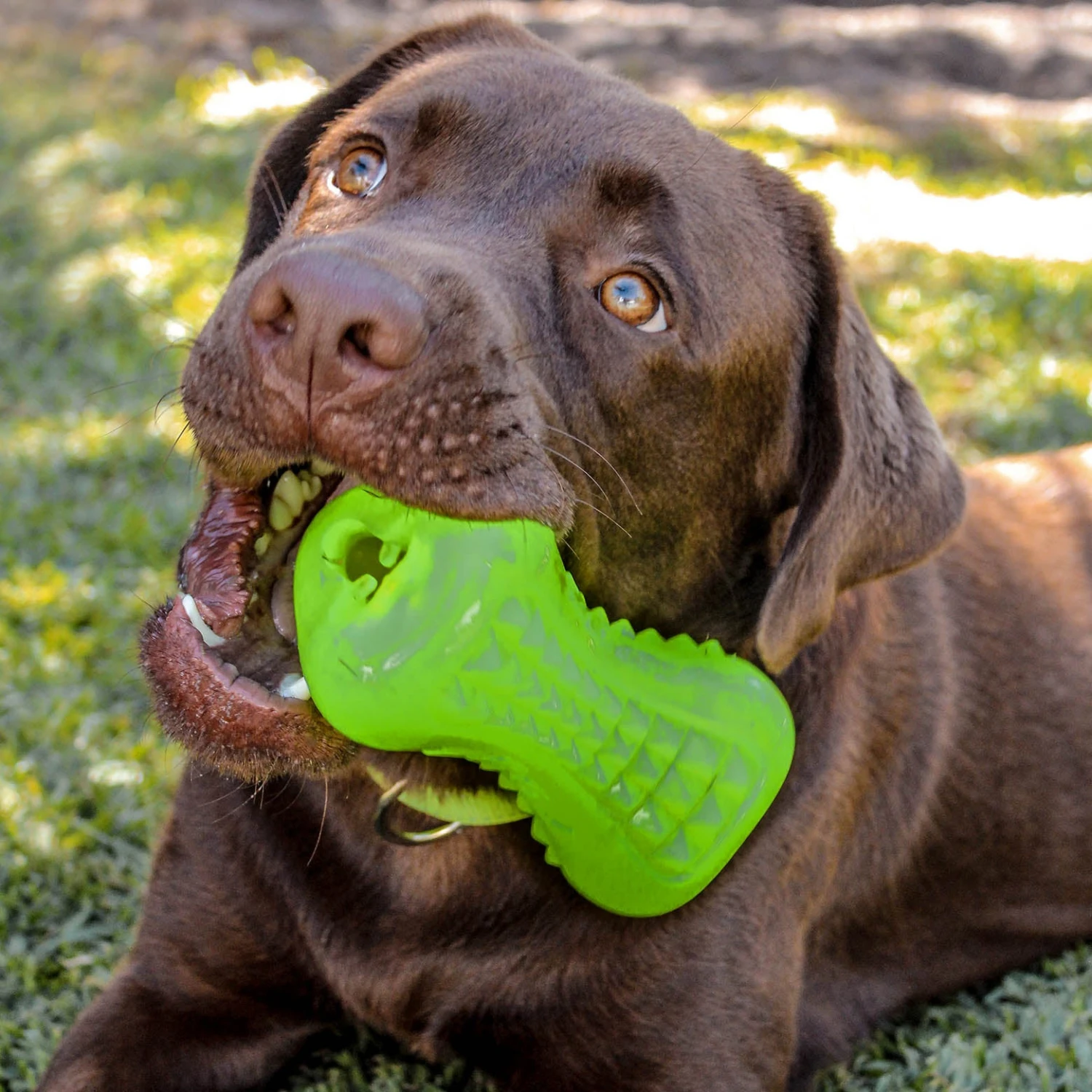 Rogz Yumz 2 Rogz Yumz - Image 2