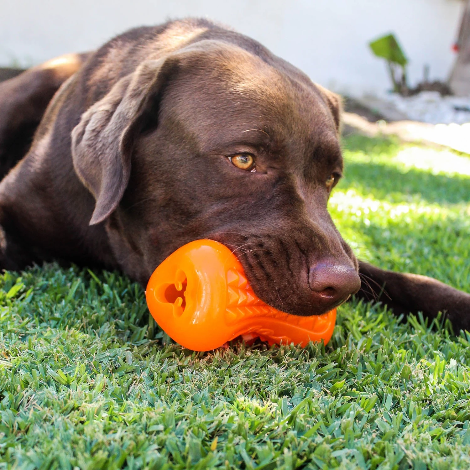 Rogz Yumz 7 Rogz Yumz - Image 7