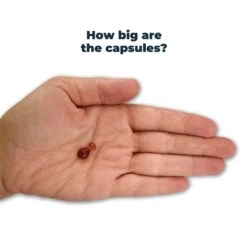 Antinol Plus For Cats - Easy Feed Capsules -Vetn Pet Direct Store antinol cat size