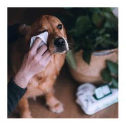 Beco Bamboo Dog Wipes - 80 Pack 5 Beco Bamboo Dog Wipes - 80 Pack -Vetn Pet Direct Store beco bamboo wipes dog