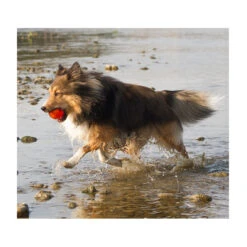 BIONIC Ball 11 BIONIC Ball -Vetn Pet Direct Store bionic ball 3