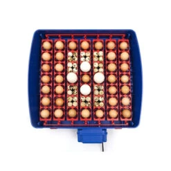 Borotto Real 49 Plus Incubator - Automatic 5 Borotto Real 49 Plus Incubator - Automatic -Vetn Pet Direct Store borotto incubator 2