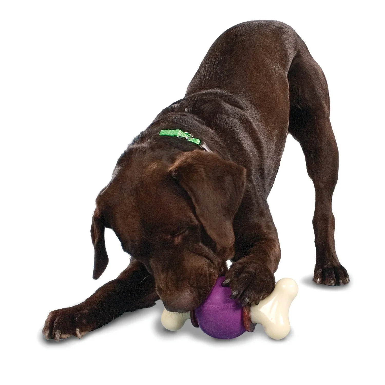 PetSafe Busy Buddy Bouncy Bone Treat Ring Dog Toy 4 PetSafe Busy Buddy Bouncy Bone Treat Ring Dog Toy - Image 4