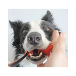 Paw Ready Oral Care Brushing Bundle Dental Kit - Toothbrush, BiteBlock, Toothpaste -Vetn Pet Direct Store brushing bundle 5