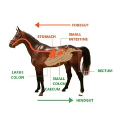 CEN Ulcer Protect -Vetn Pet Direct Store cen ulcer protect diagram