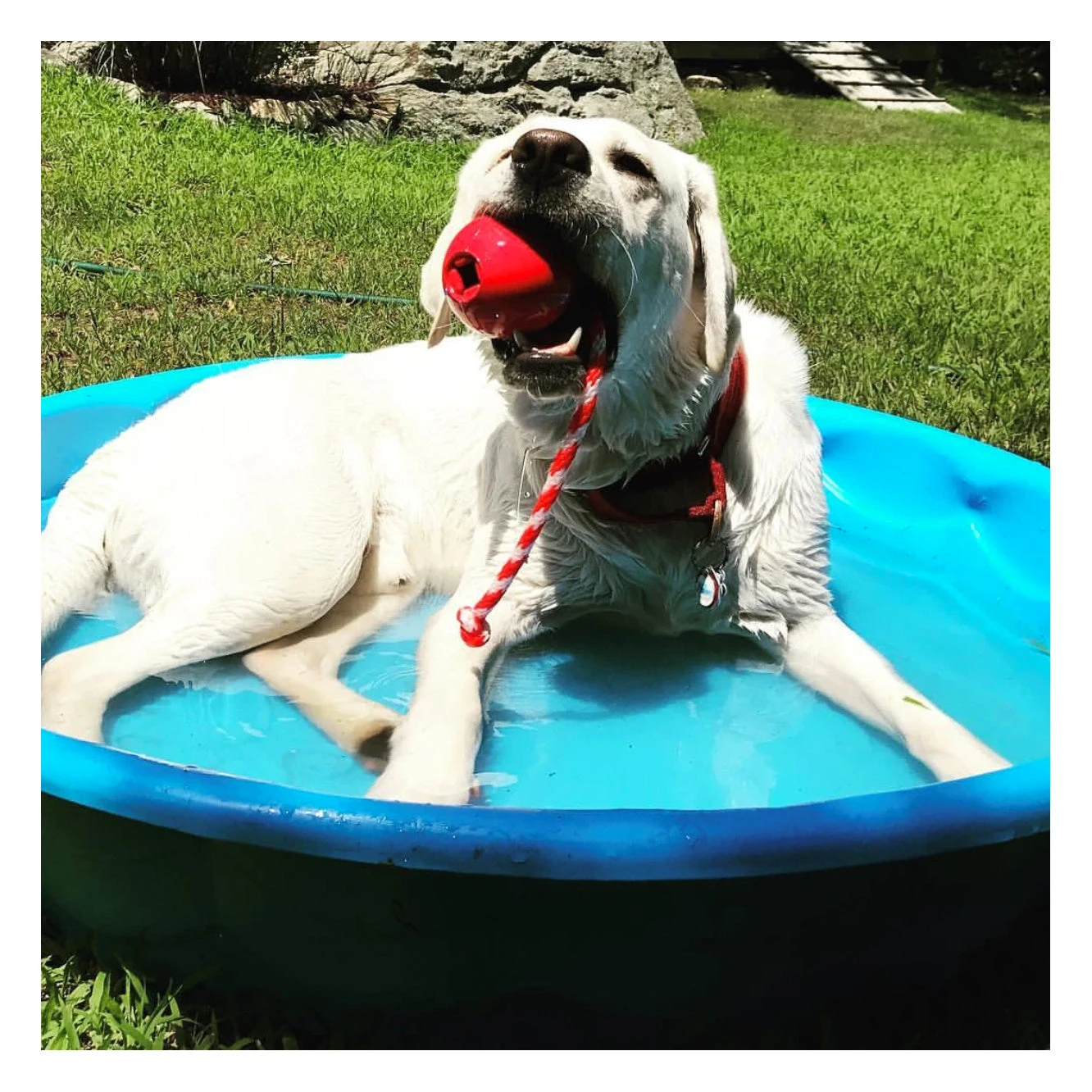 USA-K9 Cherry Bomb Chew & Tug Toy 5 USA-K9 Cherry Bomb Chew & Tug Toy - Image 5