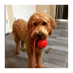 USA-K9 Cherry Bomb Chew & Tug Toy 14 USA-K9 Cherry Bomb Chew & Tug Toy -Vetn Pet Direct Store cherry bomb 05