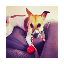 USA-K9 Cherry Bomb Chew & Tug Toy 16 USA-K9 Cherry Bomb Chew & Tug Toy -Vetn Pet Direct Store cherry bomb 07