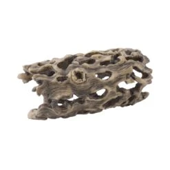 Exo Terra Cholla Cactus Skeleton
