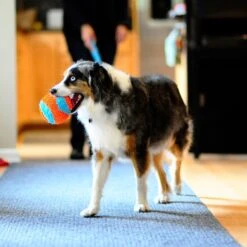 Chuckit! Indoor Ball -Vetn Pet Direct Store chuckit Indoor Ball Lifestyle