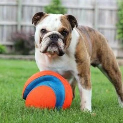 Chuckit! Kick Fetch -Vetn Pet Direct Store chuckit kickfetch4