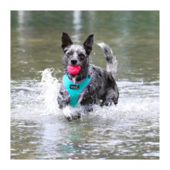 DOOG Fetchables Fetch-a-Ball -Vetn Pet Direct Store fetch a ball dog 1