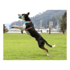 DOOG Fetchables Fetch-a-Ball -Vetn Pet Direct Store fetch a ball dog 2