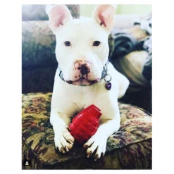 USA-K9 Grenade Rubber Treat Dispensing & Chew Toy 17 USA-K9 Grenade Rubber Treat Dispensing & Chew Toy -Vetn Pet Direct Store grenade 07