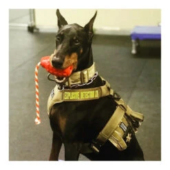 USA-K9 Grenade With Rope Chew, Tug & Treat Dispensing Toy -Vetn Pet Direct Store grenade with rope 05