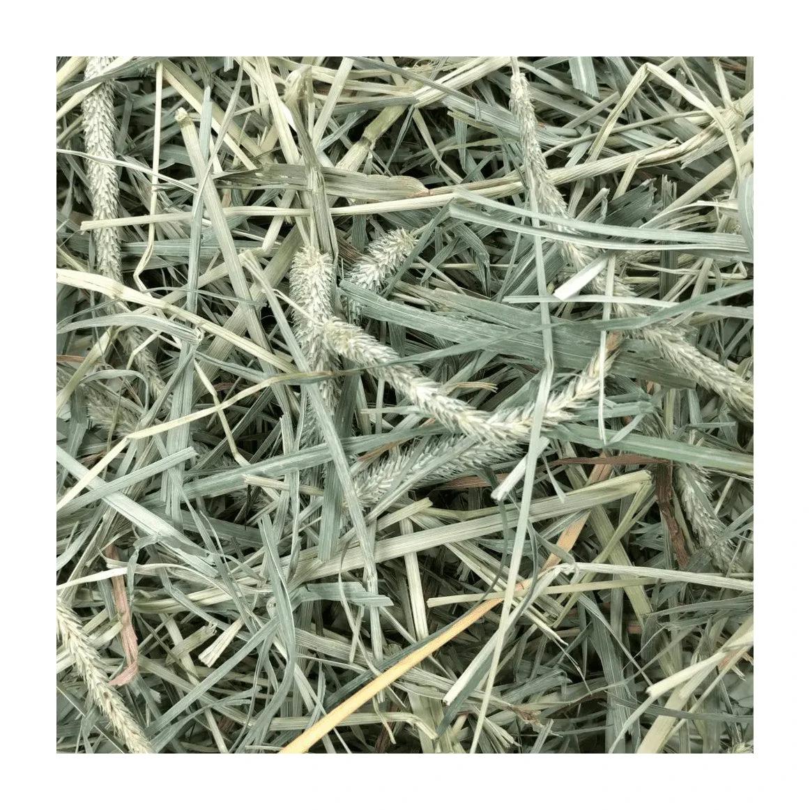 Oxbow Hay Blends - Western Timothy & Orchard Grass 4 Oxbow Hay Blends - Western Timothy & Orchard Grass - Image 4