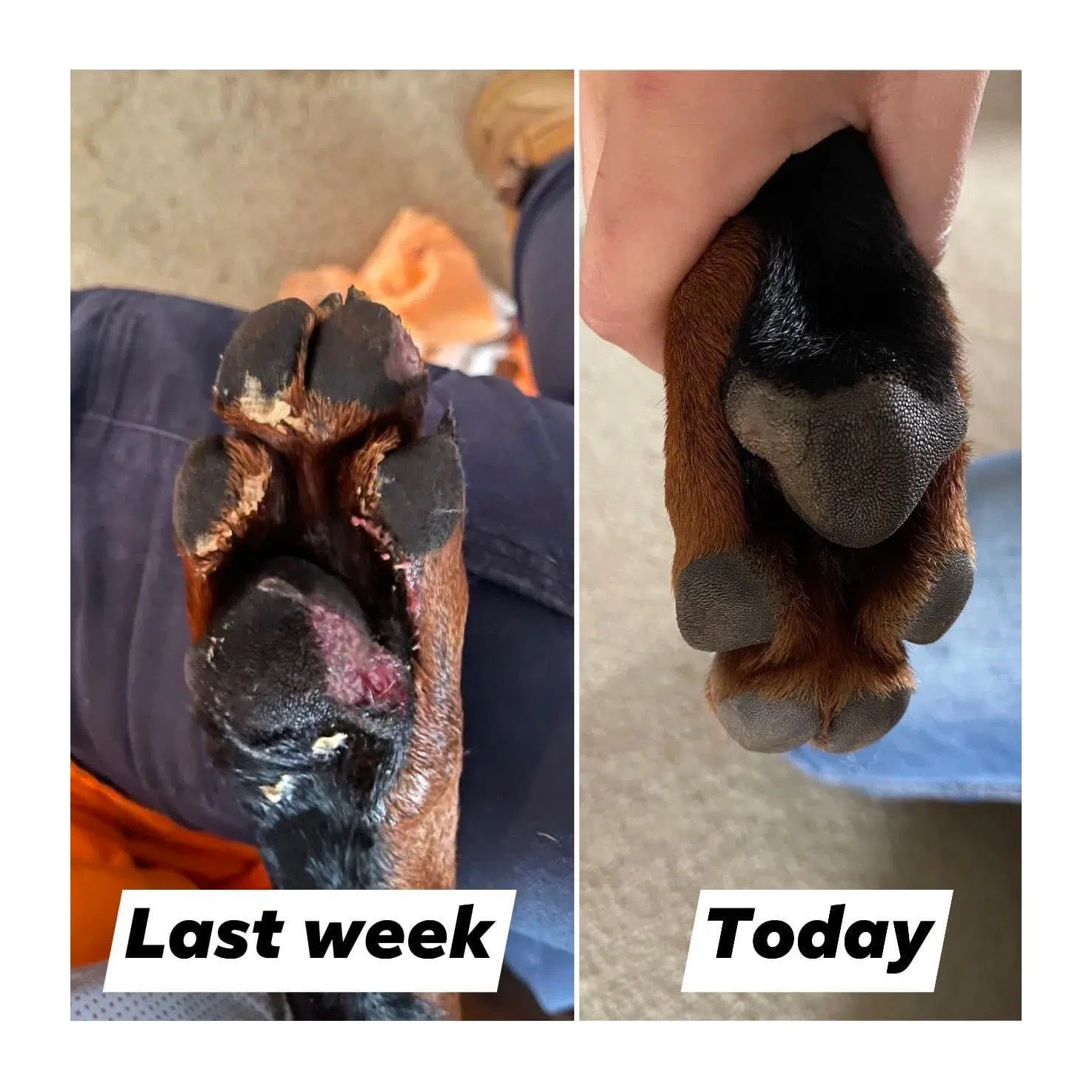 Hemp Collective Hemp Pet Balm 30mL 2 Hemp Collective Hemp Pet Balm 30mL - Image 2