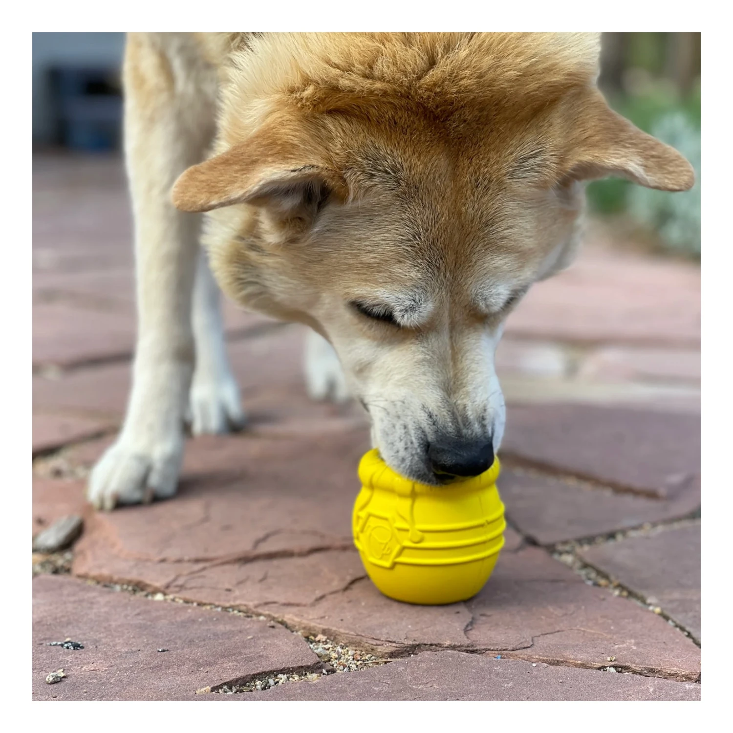 SodaPup Honey Pot Treat Dispenser 3 SodaPup Honey Pot Treat Dispenser - Image 3