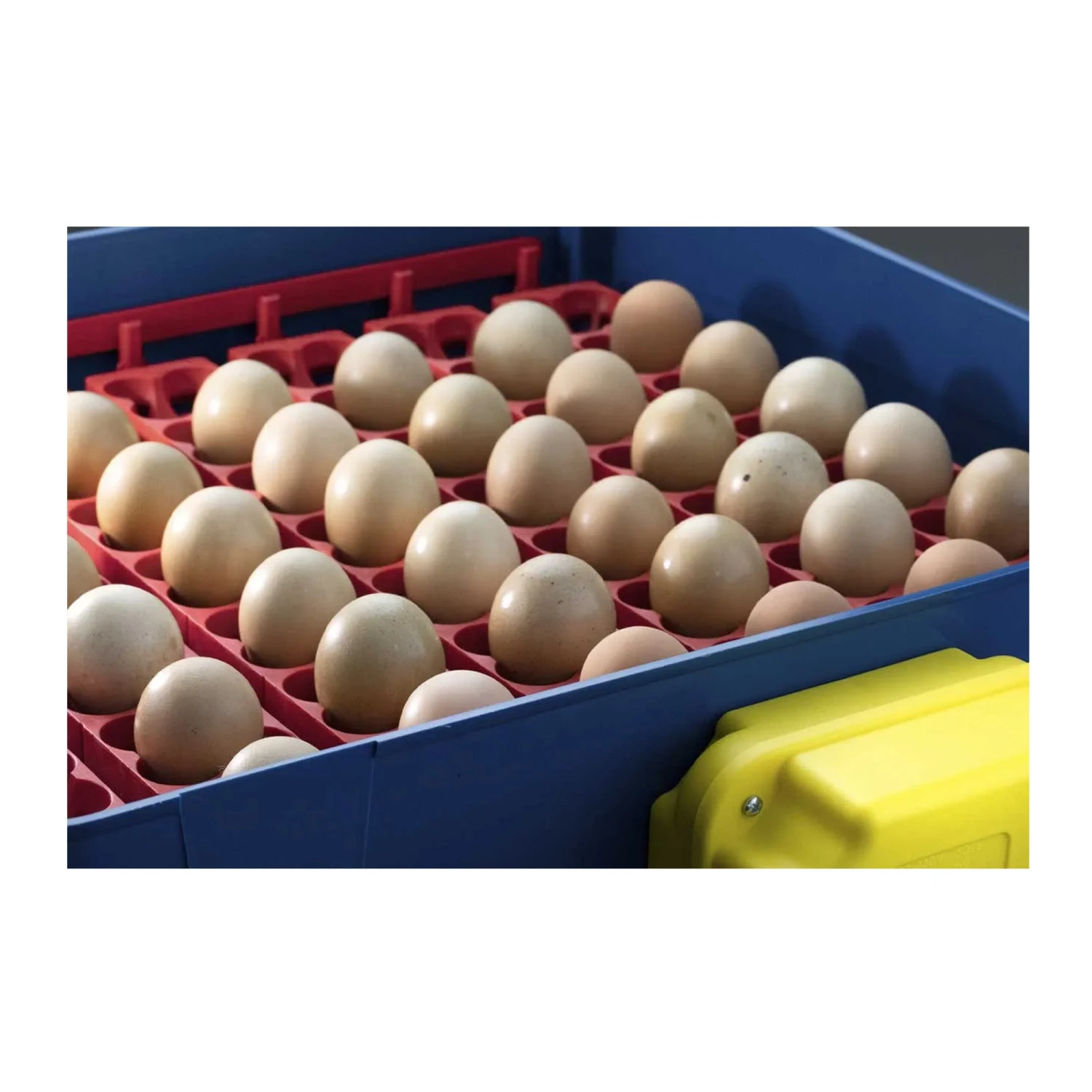 Borotto Real 24 Automatic Egg Incubator 4 Borotto Real 24 Automatic Egg Incubator - Image 4